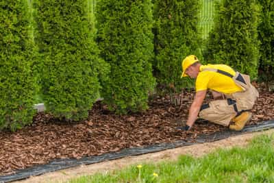 Mulching