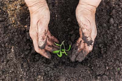 Planting
