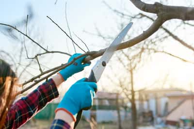Tree Trimming & Pruning
